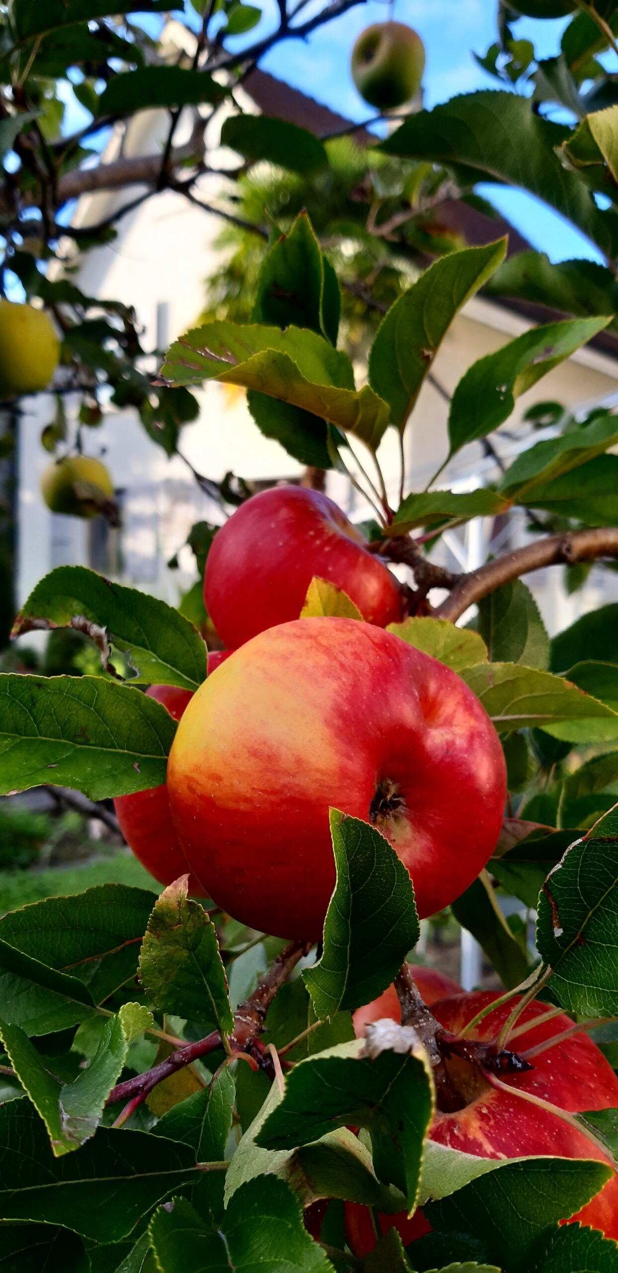 Apfelbäume