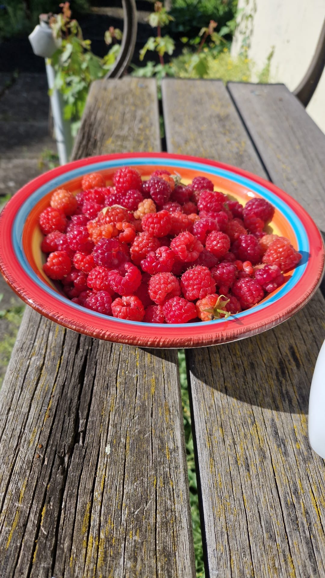 Bio-Himbeeren