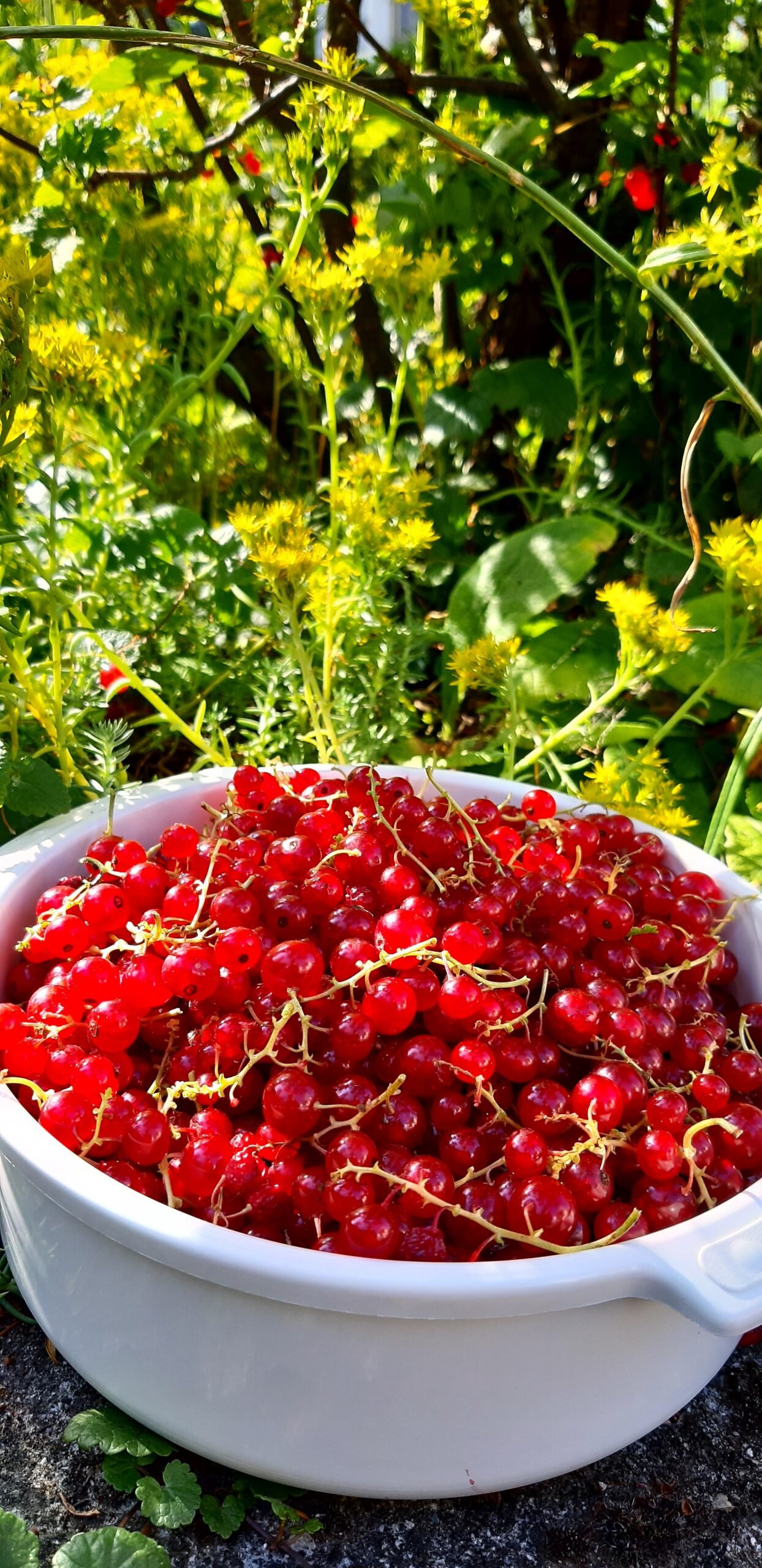 Bio-Johannisbeeren aus eigenem Anbau