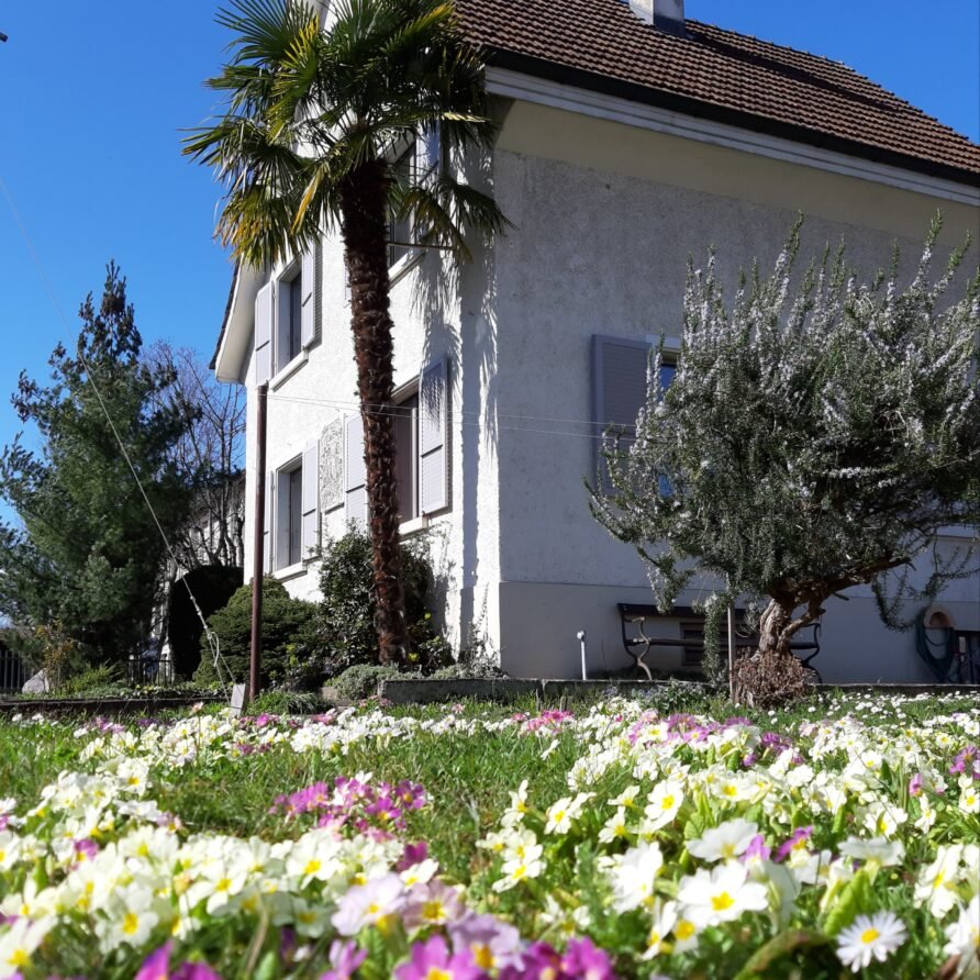 Blühende Primeln im Garten